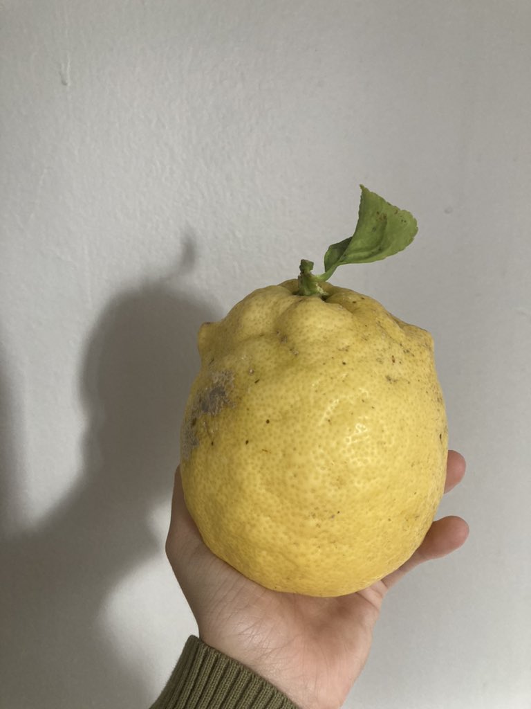 lemon i found that looks like a really fat yellow pikmin