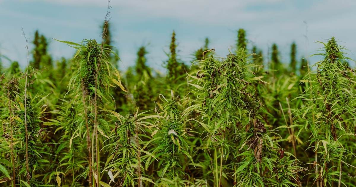 USDA 2023 National #Hemp Report Released buff.ly/4aQHYsi #votehemp #agriculture