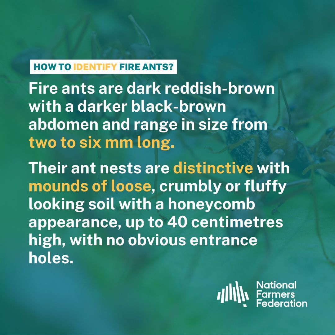 NFF is sounding the alarm on the urgent need to combat the invasive Red Imported Fire Ants (RIFA) threatening agriculture. Read more from NFF President @farmer_dj nff.org.au/media-release/…