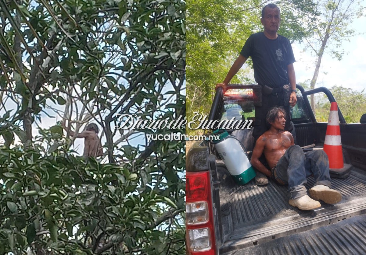 ⚡ Amenaza a vecinos de Popolnah e intenta escapar de la policía trepando a un árbol yucatan.com.mx/yucatan/2024/0…