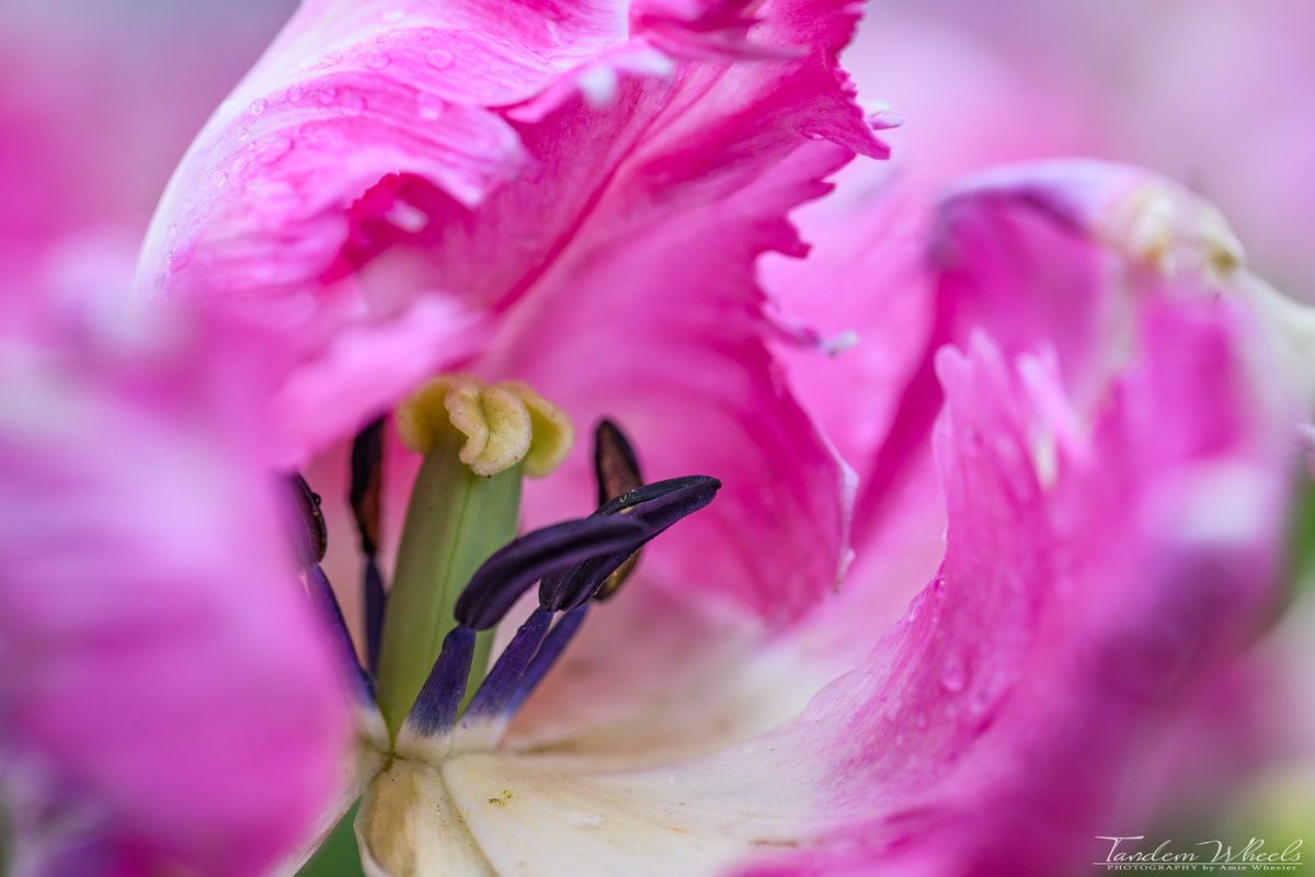 This Silver Parrot Tulip in the Rain looks absolutely stunning with its vivid colors after a refreshing shower! It was the perfect day for taking some beautiful Macro shots 😍🌷

#pnw #sonorthwest #ThePhotoHour #Tulips #skagitvalley #SkagitTulips 
#Macro