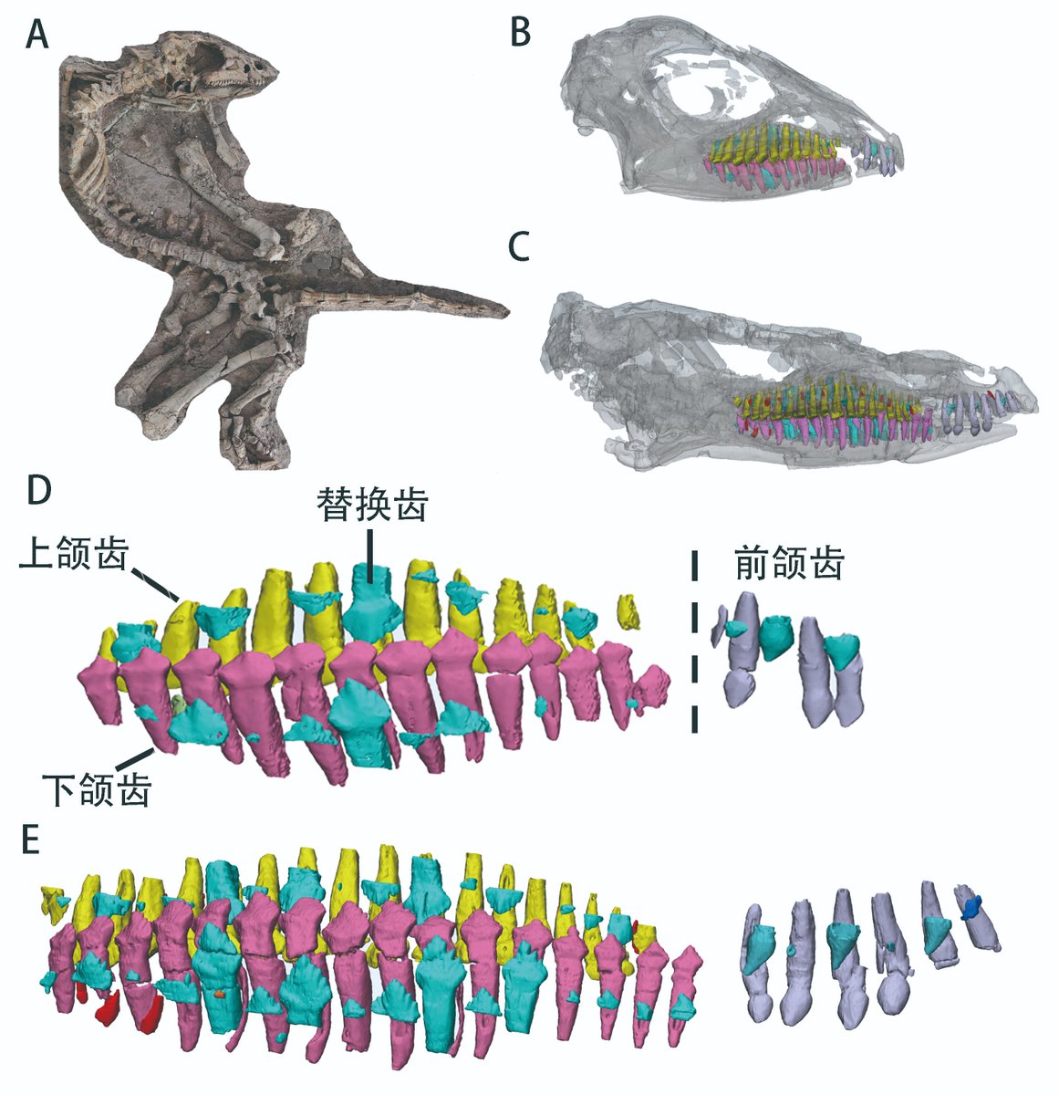 YourChinaStudy tweet picture