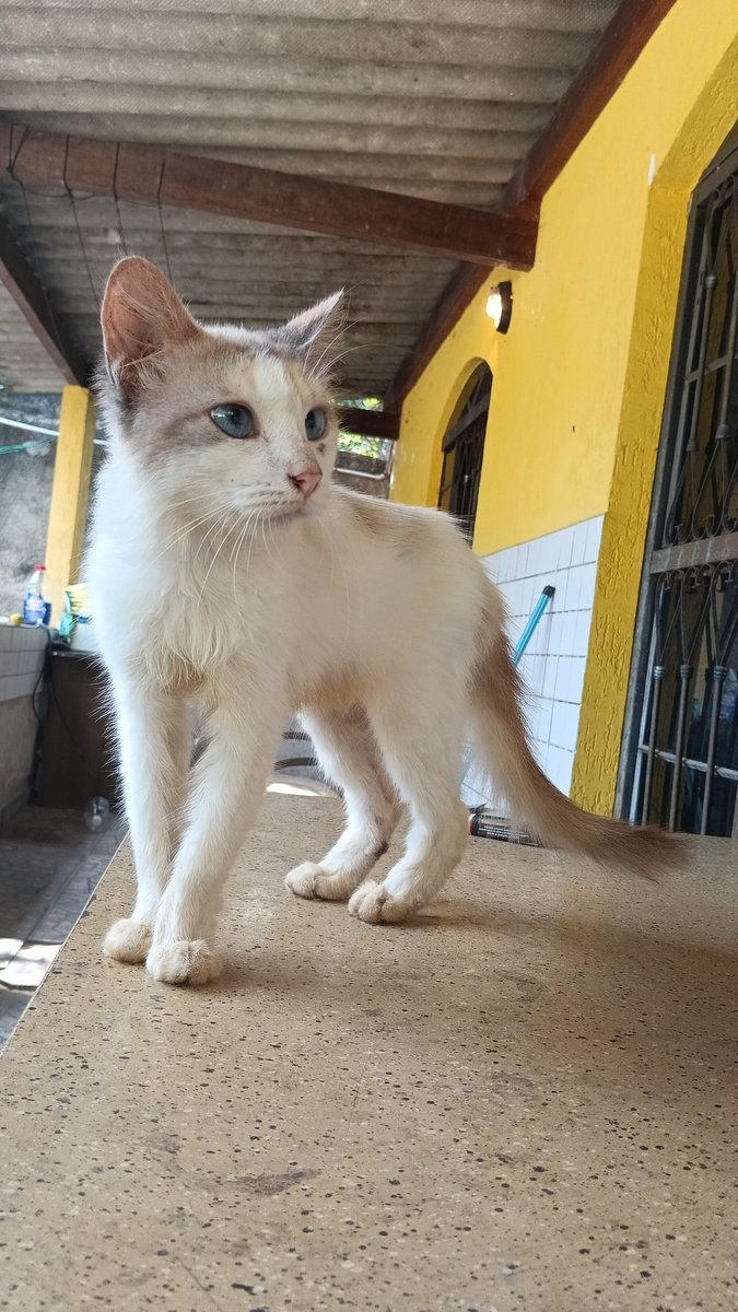 Amores da minha vida, tá faltando meu pretinho. 
Mamãe ama vocês 
#mamaede5gatinhos
#cat
#pet
#amarelo
#pretinho
#inox
#raposa
#miller
#amordemae