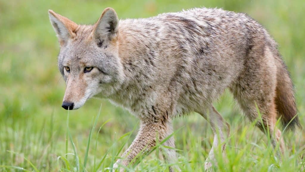 Coyote warning issued after attack of dog in nature preserve – Twin Cities by Pet News 2 Day - petn.ws/GXokE
 #WashingtonCounty