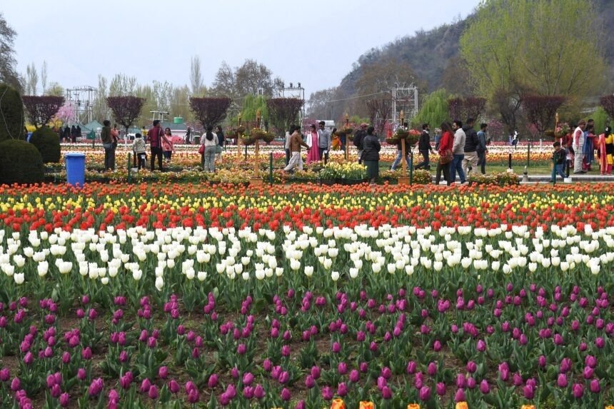 Gulmarg Gondola and #Srinagar Tulip Garden Thrive, Attracting Record Visitors. 
Gulmarg Gondola: Over 1M travelers, Rs 108Cr revenue FY 2023-24. Srinagar Tulip Garden: 4.25L visitors this season. #KashmirTourism #JKTourism #travel #lovetravel #couplegoals