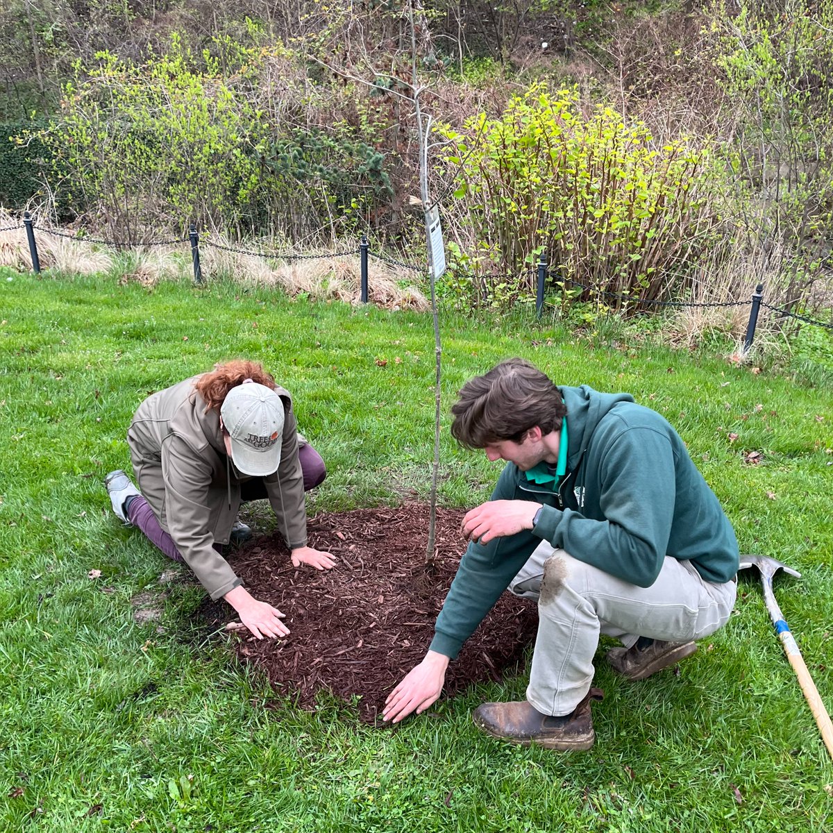 This week, a proclamation was presented in celebration of Arbor Day! It recognizes Cleveland's selection to represent Cuyahoga County in receiving one of the 88 trees planted to honor the 75th anniversary of @ohiodnr. The Swamp White Oak was planted in Rockefeller Park!