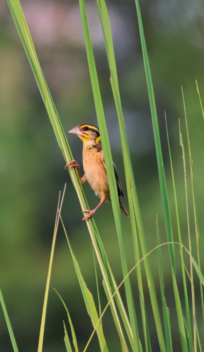The beauty of nature is amplified by the melodious chirping of birds. 🌳🐦🌿

Weaver bird

#Indiaves #ThePhotoHour #birding #BirdSeenin2024  #PantheraTrails #jhalanaforest #Jhalana #amagarh #jaipur #Rajasthan #Birds #rajasthanwildlife #wildlifeindia