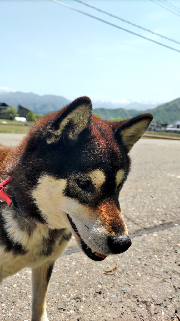 おはようございます！今朝の六日町はよく晴れてますとにかく暑い！☀
🦁やりましたね！ボーちゃん初勝利！(∩´∀｀)∩ﾜｰｲ
これで弾みをつけたいですね！
明日から大型連休ですね。月末で何やかんや忙しいので美味しいもの食べてがんばりましょー😙♪
本日もよろしくお願いします！