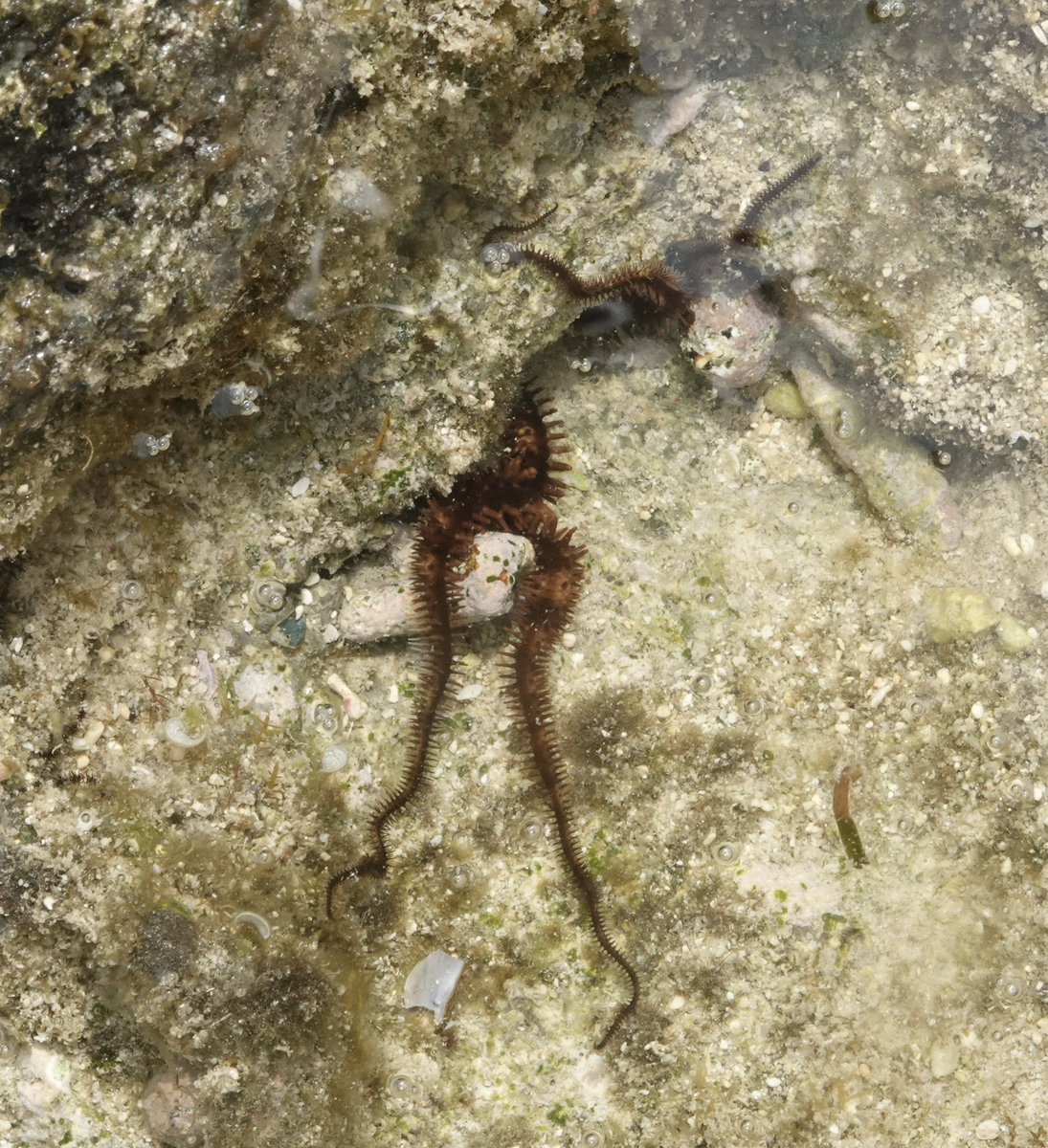 沖縄の魚たちパート2 ①わからん ②ホホグロギンポ ③シャコ ④クモヒトデ