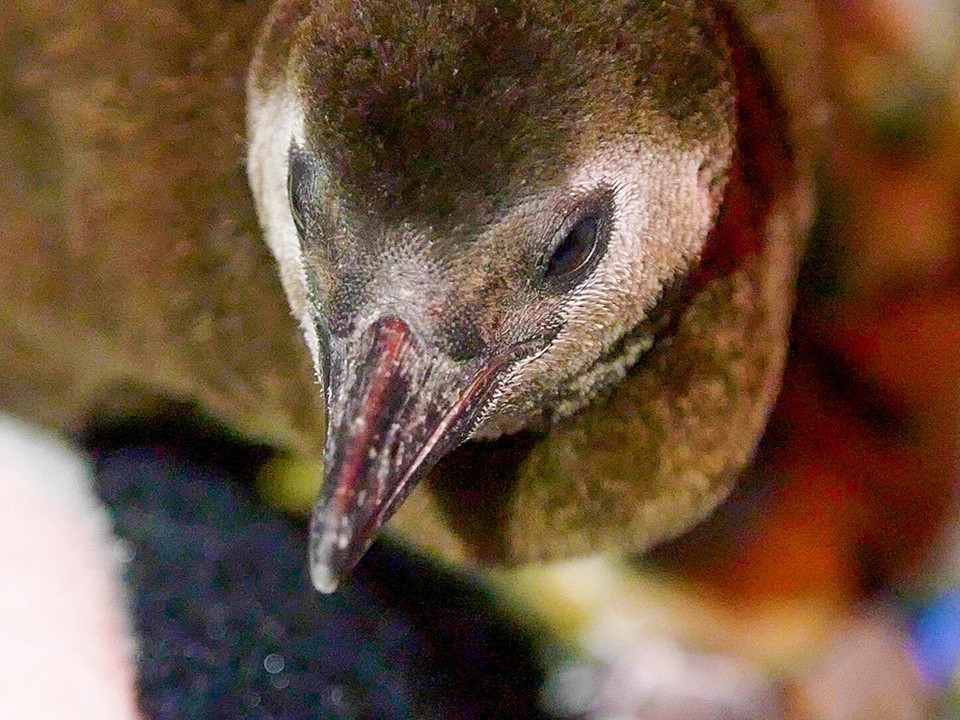 Happy World Penguin Day! 🐧 The animal care team at @AudubonNature is raising two newly hatched African penguin chicks at the same time! The chicks are growing up together under the watchful eye of their care team. Check out more in Connect: bit.ly/4d5yhro.