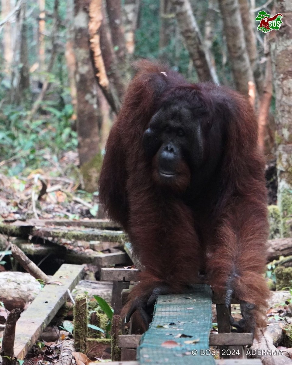 📷 Aderama
#POTW Wandering through the forest, every leaf and tree tells a story🌿

#SaveOrangutans