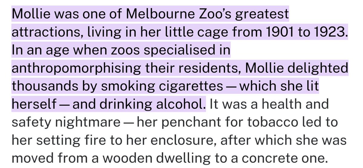 @BoontaVista a zookeeper at Melbourne Zoo told us about their Orang Utan that loved durries so much back in the day that she burnt her house down