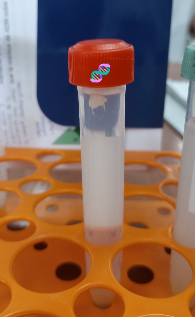 #DNADay la molécula de la vida 🧬