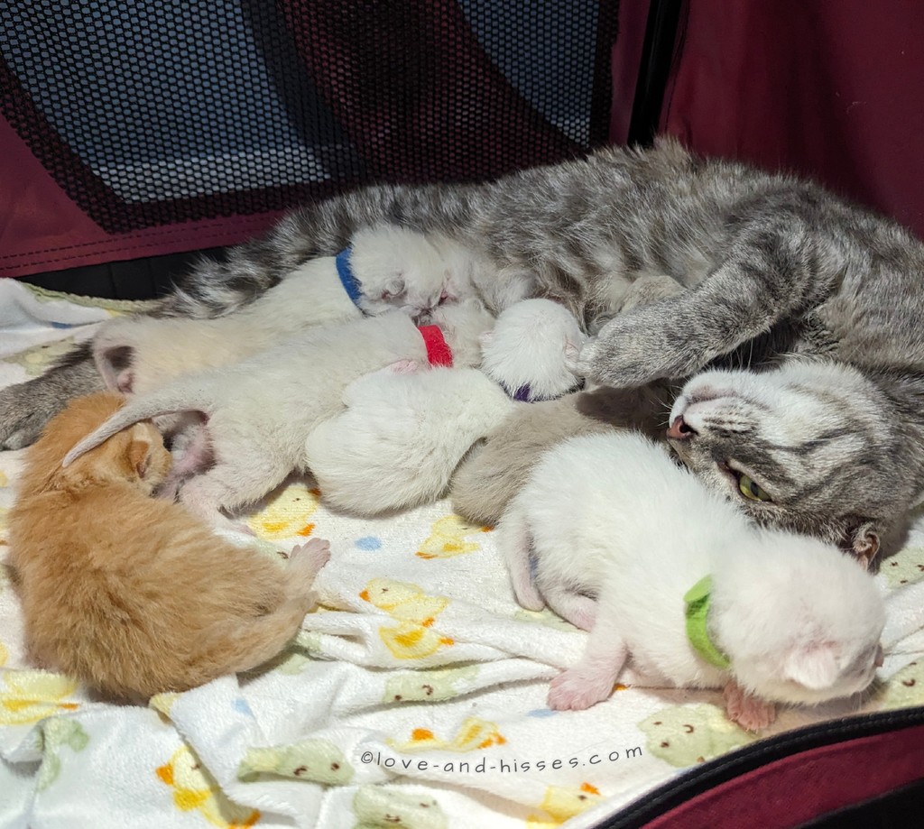 Good night innernets. (The Hopalong Gang: Bolt: blue collar Dillydally: orange tabby Lollygag: red collar Mosey: no collar (darker cream color than the other siamese/white kittens) Skip: green collar Skitter: purple collar)