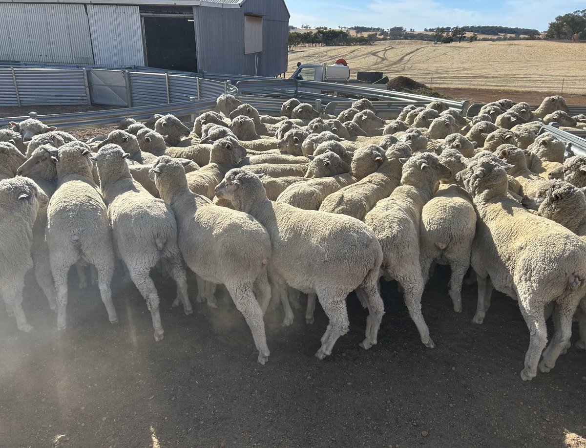 mdfowler100's tweet image. More breeding stock (purple tags) leaving the farm as mutton - destined for SA

#nowater
#nopasture
#noliveex = #nomarkets
#noprospects