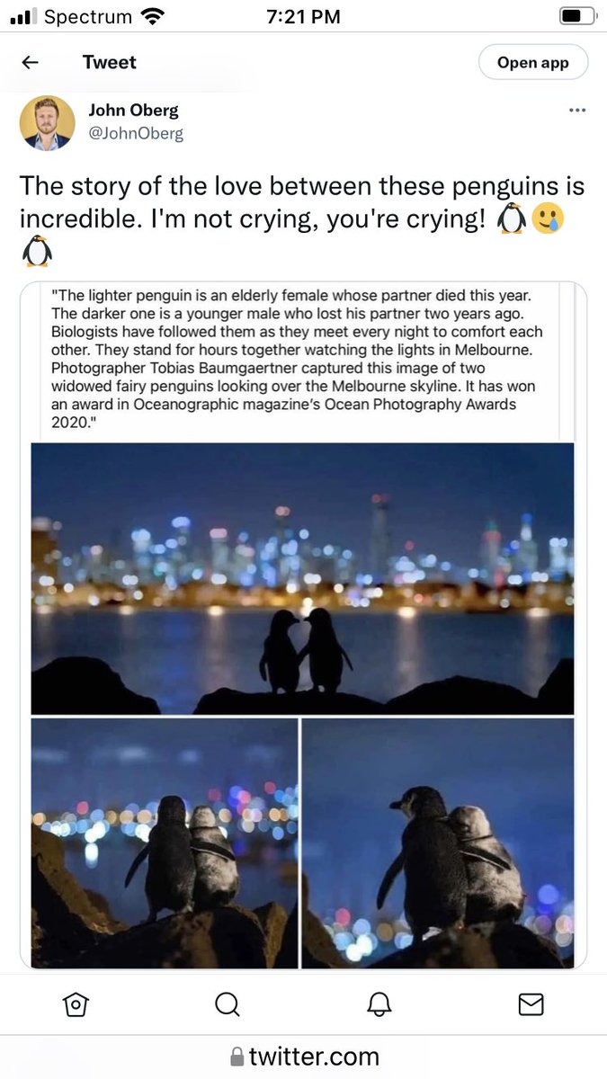 It’s World Penguin Day! Finally an excuse to repost this sweet special love story 🥲🐧🐧♥️ #ProtectPenguins