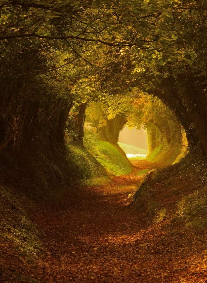 Tree tunnel near Chichester in West Sussex, UK 

#nature