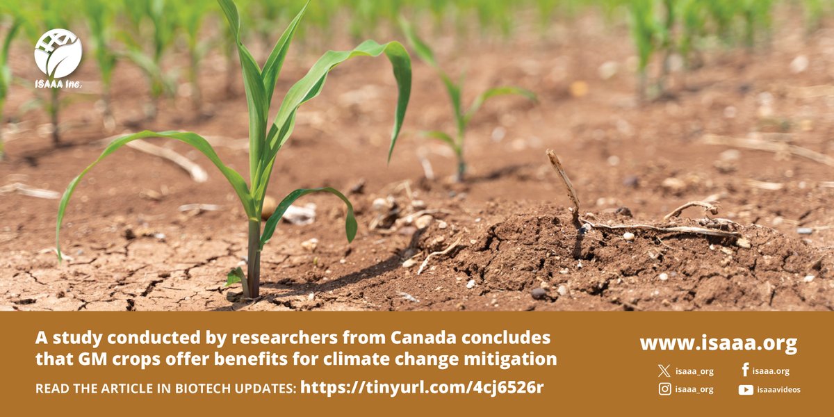 A study conducted by researchers from Canada led by @stuartsmyth66 finds that #GMcrops provide benefits for #climatechange mitigation. Read more in #BiotechUpdates: tinyurl.com/4cj6526r