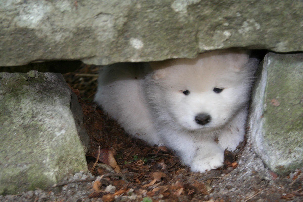 เก่าๆ เห่าไม่ดัง