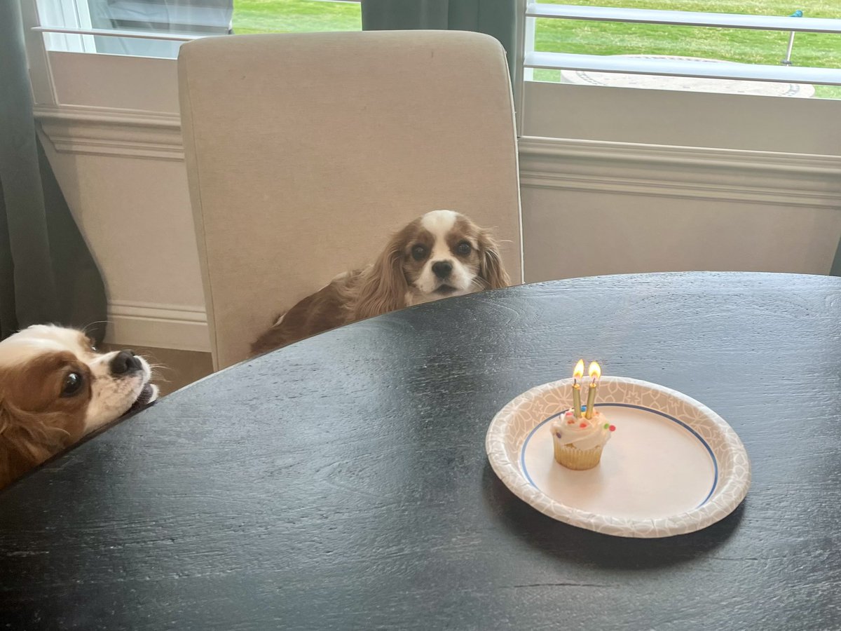 BrianArailt's tweet photo. Happy second birthday, Remi! https://t.co/5eyZz8DW2d