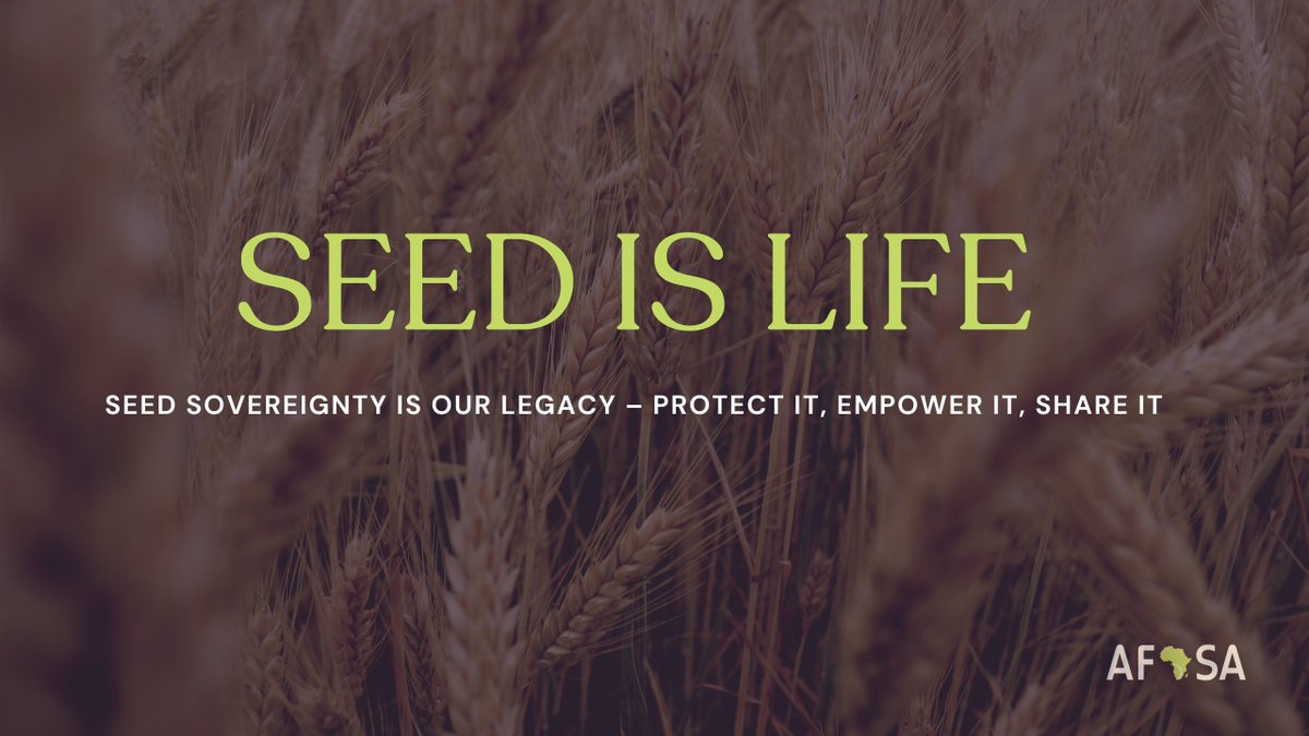 𝗔𝗙𝗦𝗔 || 𝗣𝗥𝗘𝗦𝗦 𝗥𝗘𝗟𝗘𝗔𝗦𝗘 AFSA Officially Launches “𝙎𝙚𝙚𝙙 𝙄𝙨 𝙇𝙞𝙛𝙚” Campaign To Uphold Farmer Managed Seed Systems (FMSS) “Seed Is Life” campaign, a significant initiative aimed at promoting Farmer Managed Seed Systems (#FMSS) and countering the…