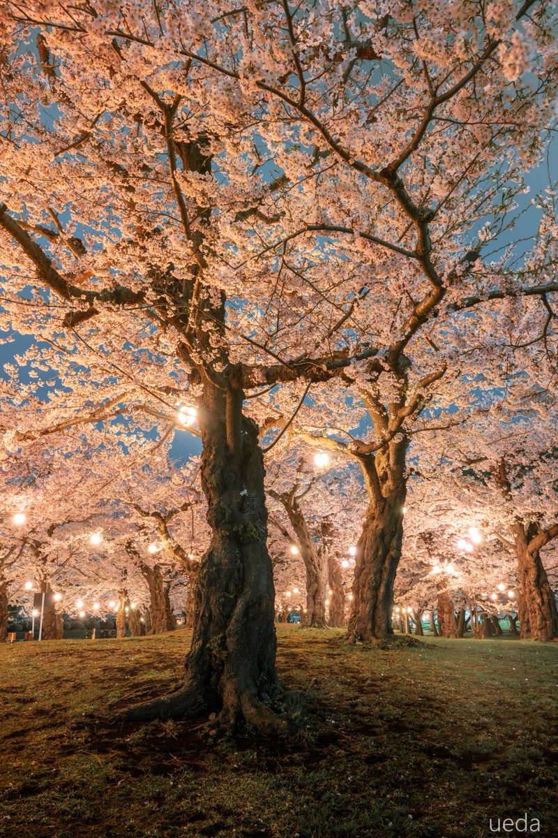 北海道函館市　五稜郭公園の桜🌸 GWの前半が見ごろです✨ 撮影2024年4月25日