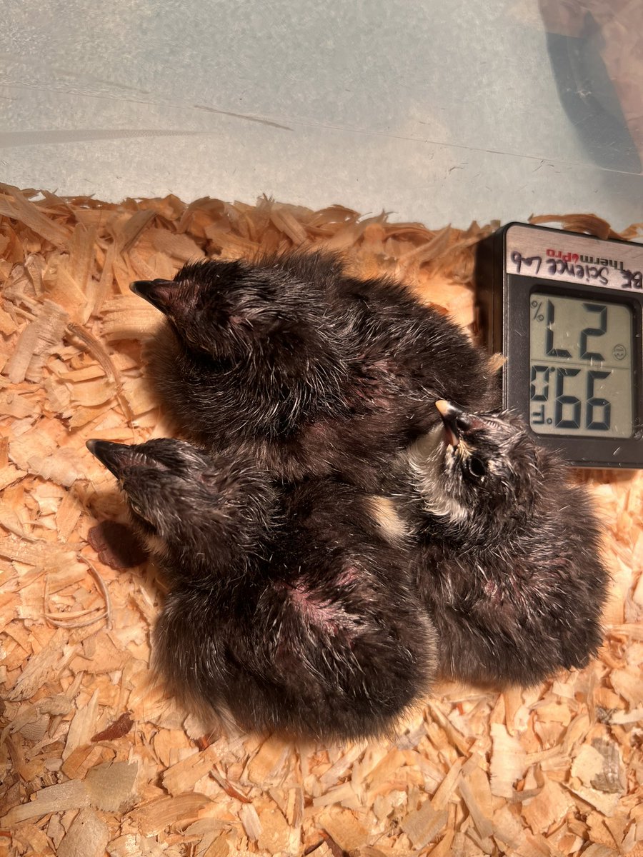 Katie Baker (@katiebakermbe) on Twitter photo We’ve enjoyed watching these little guys grow from eggs to chicks. I know these little 1st graders will miss them.
#shinealight #senditon #mbeisfamily
#HumbleISDFamily <a href="/HumbleISD_MBE/">Maplebrook Elem</a> We’ve enjoyed watching these little guys grow from eggs to chicks. I know these little 1st graders will miss them.
#shinealight #senditon #mbeisfamily
#HumbleISDFamily <a href="/HumbleISD_MBE/">Maplebrook Elem</a>