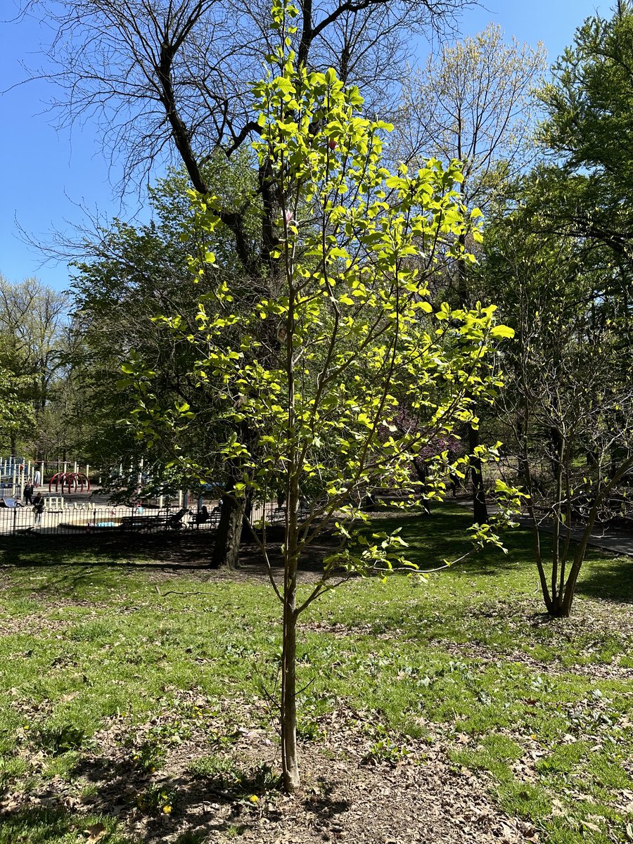 Stopped by Francesca’s tree on a walk with Maya today. Getting so tall.