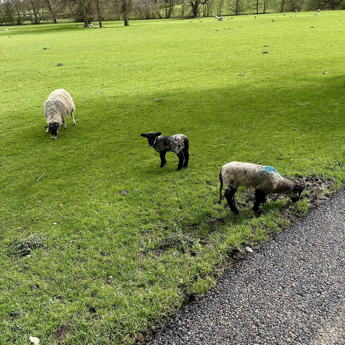 chilled_bf22's tweet photo. Hello spring you have sprung #sheep #lamb #baby #cute #animals #grass #grazing #green #chilledbutterfly https://t.co/d5bbmnfCpV