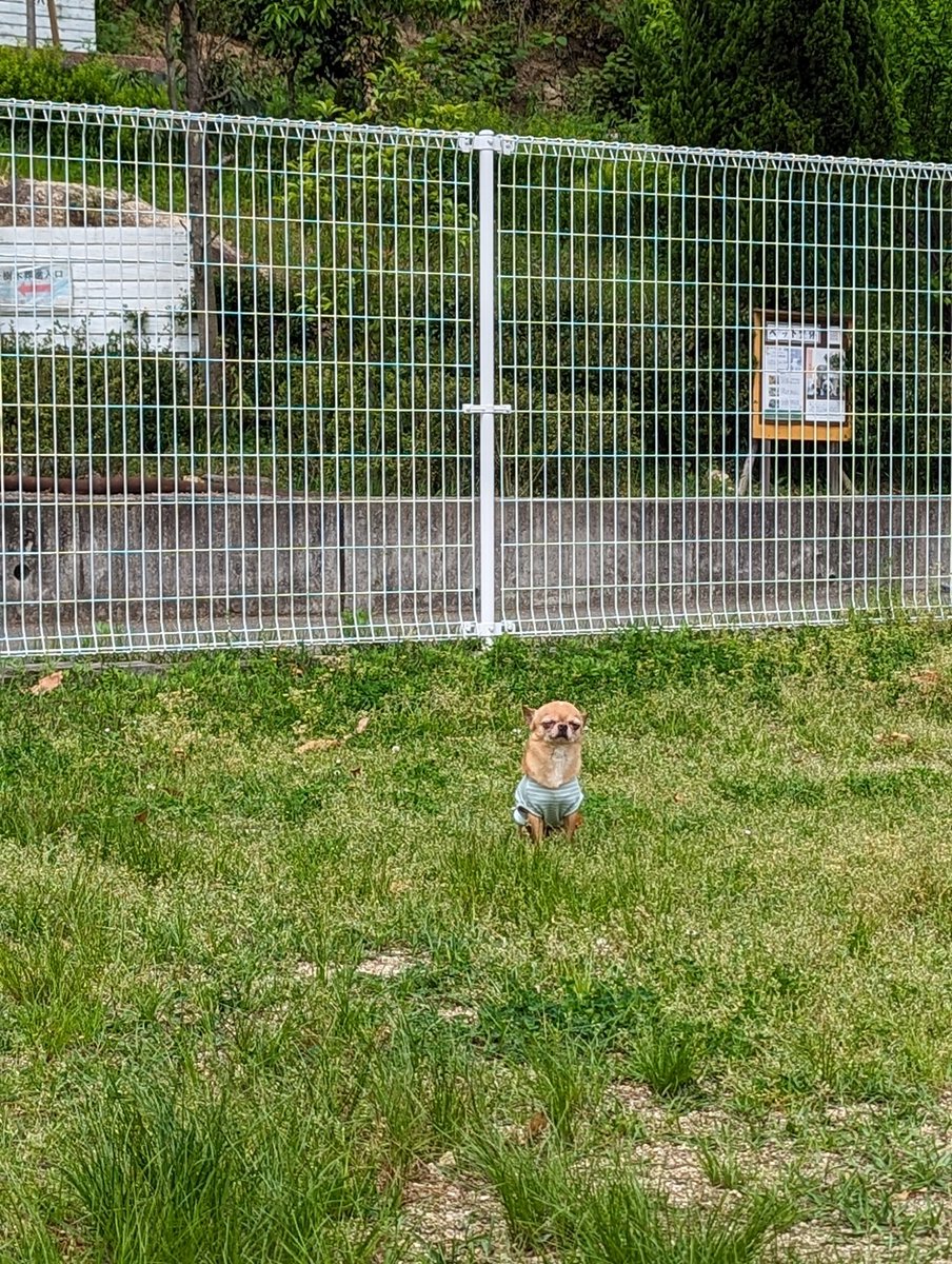 おはようございます☀

せっかくドックランに来たので・・・・
よろしければ歩いて頂けると下僕は嬉しいです・・・・・😂

#愛媛県  #松山市  #YELL
#保護犬