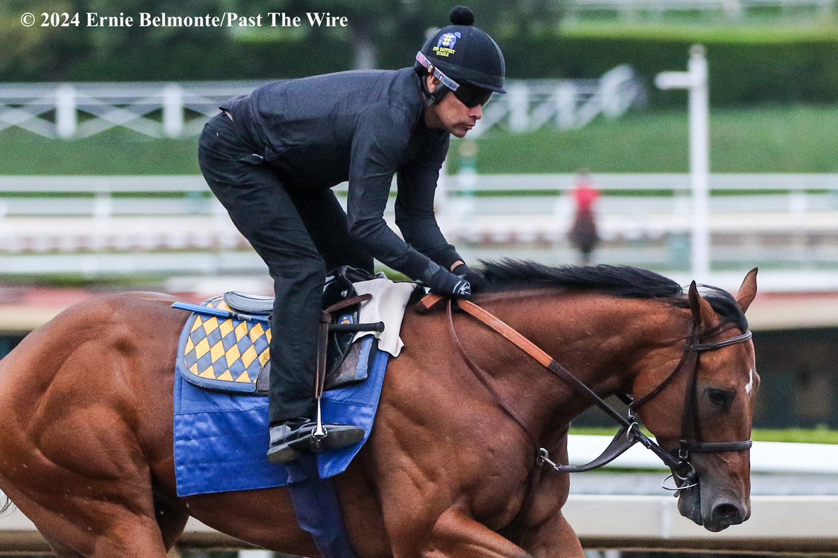 Muth galloping this morning.