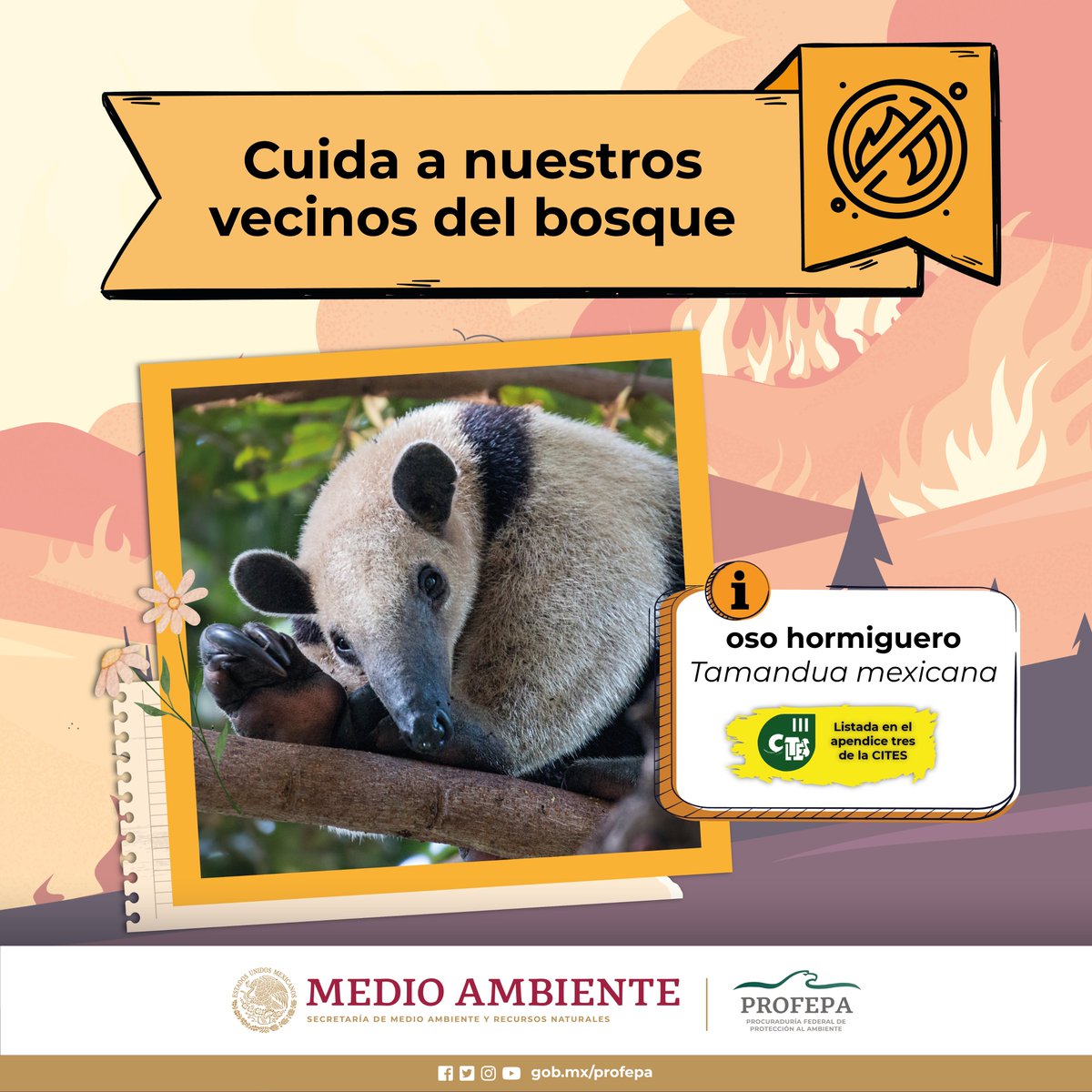 🌲💚 Cada rama es su hogar, cada hoja su refugio. 🐾 Arrojar colillas encendidas en los caminos es un peligro para nuestros bosques 🔥 ¡Prevengamos #incendiosforestales! ❌ #CuidaANuestrosVecinos