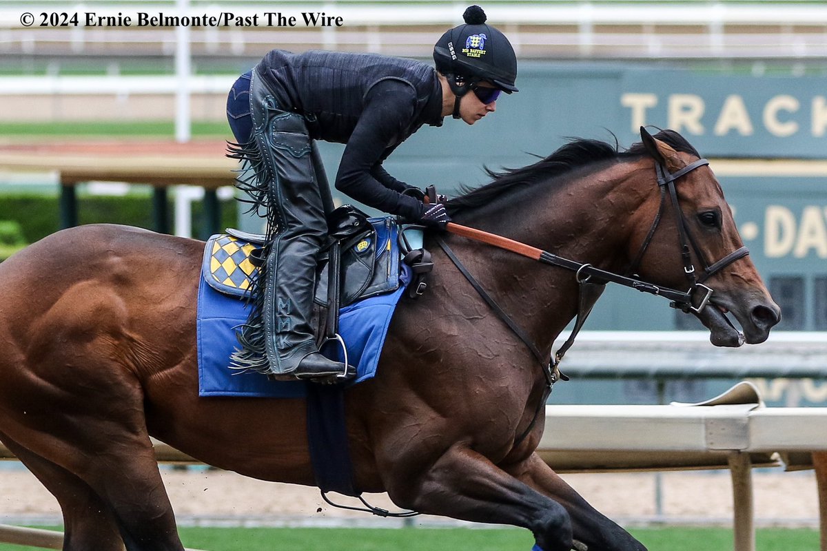 Arabian Knight galloping this morning.