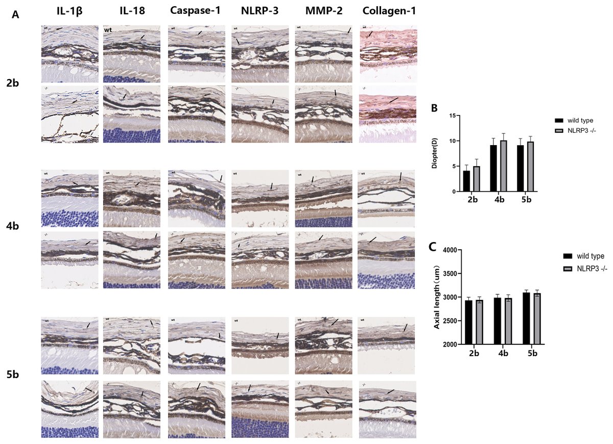 📢#FBL- Volume 28 Issue 2 📖#Original Research 🔓#OpenAccess You can access the manuscript here: imrpress.com/journal/FBL/28… @Landmark_IMR #CellBiology #Metabolism #Bioscience