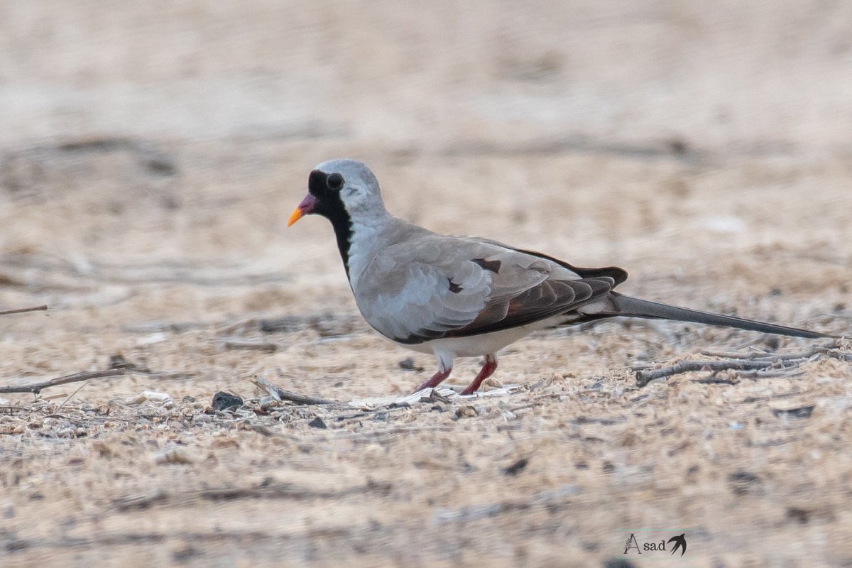The Namaqua dove (Oena capensis) is found over much of Sub-Saharan Africa as well as Arabia. #IndiAves #BirdsSeenIn2024