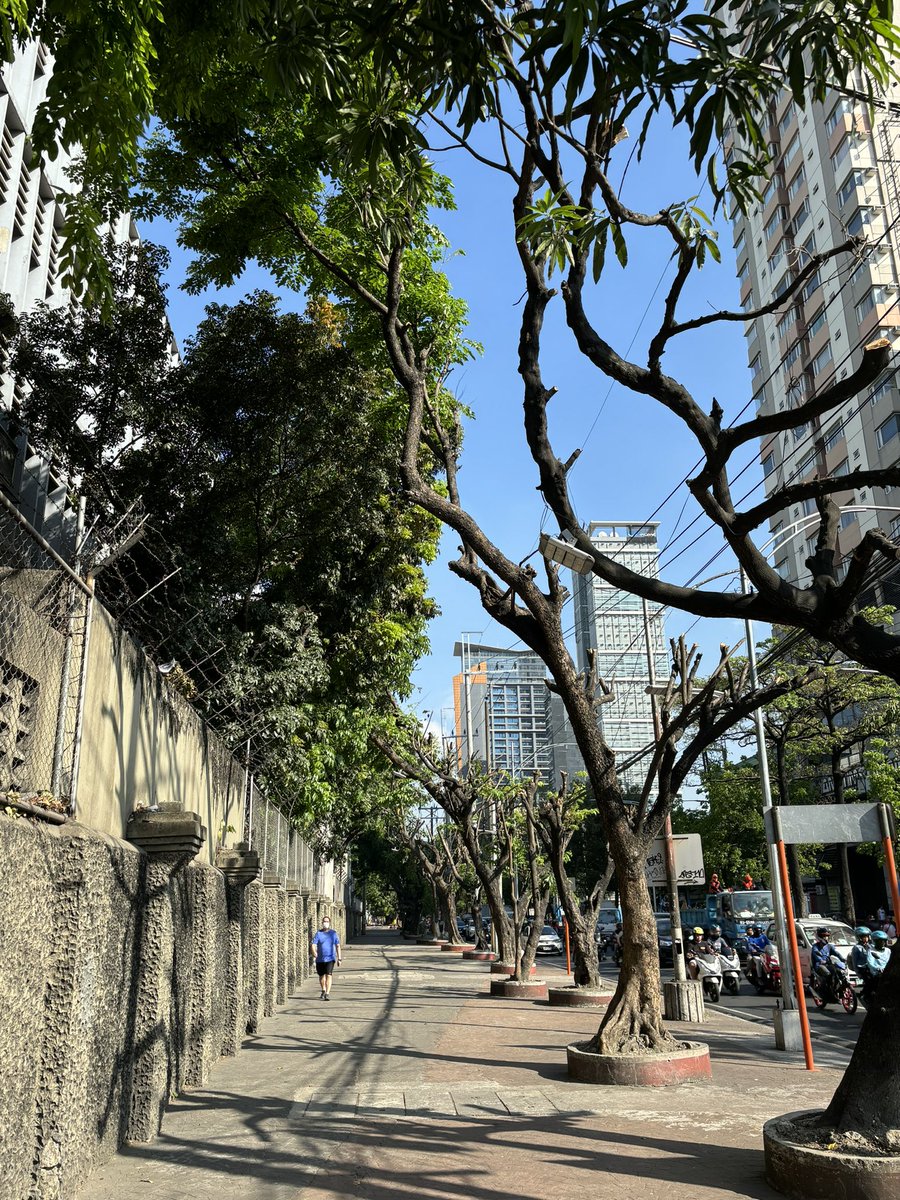 saintvancain's tweet photo. I'm still mad af that someone cut off the branches of the trees along Lacson ave knowing napaka init ng weather lately. I can't see any good reason why they did this 🤦🏻‍♂️ https://t.co/lXxNhx1YDw