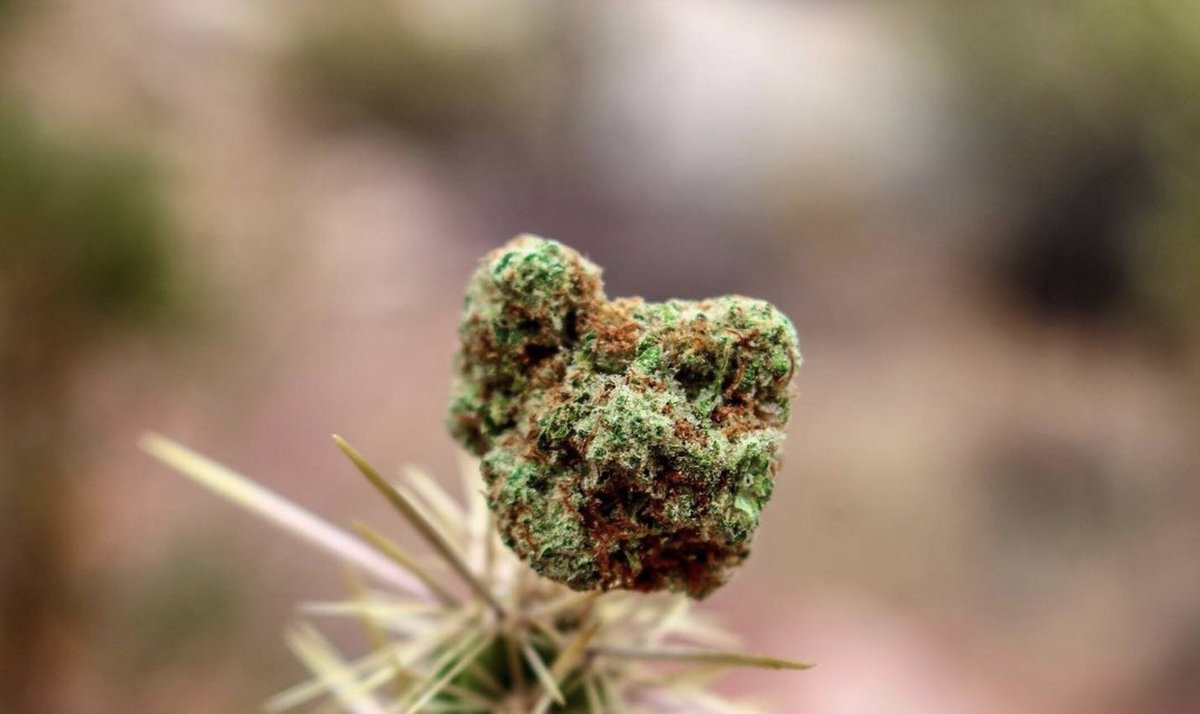 ⛽️
• This indica-dominant hybrid is renowned for its high potency and exceptional pain relief. High in myrcene and limonene, #themoreyouknow
#harvestseason #cannabiscreative #cannabiseducation #weedphotography #cactus #foliage #vegasphotographer #remedy #biojesus #remedyyourself