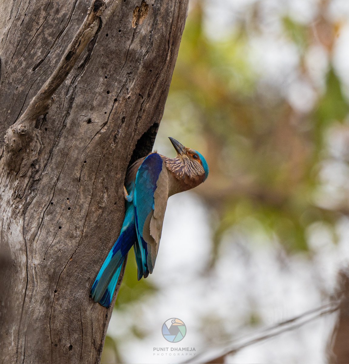 Indian rollers nest in cavities made by tearing open rotten tree trunks just like this one.
#IndiAves 
#natgeoindia 
#birdwatching 
#birdphotography
#BirdsSeenIn2024 
#TwitterNatureCommunity