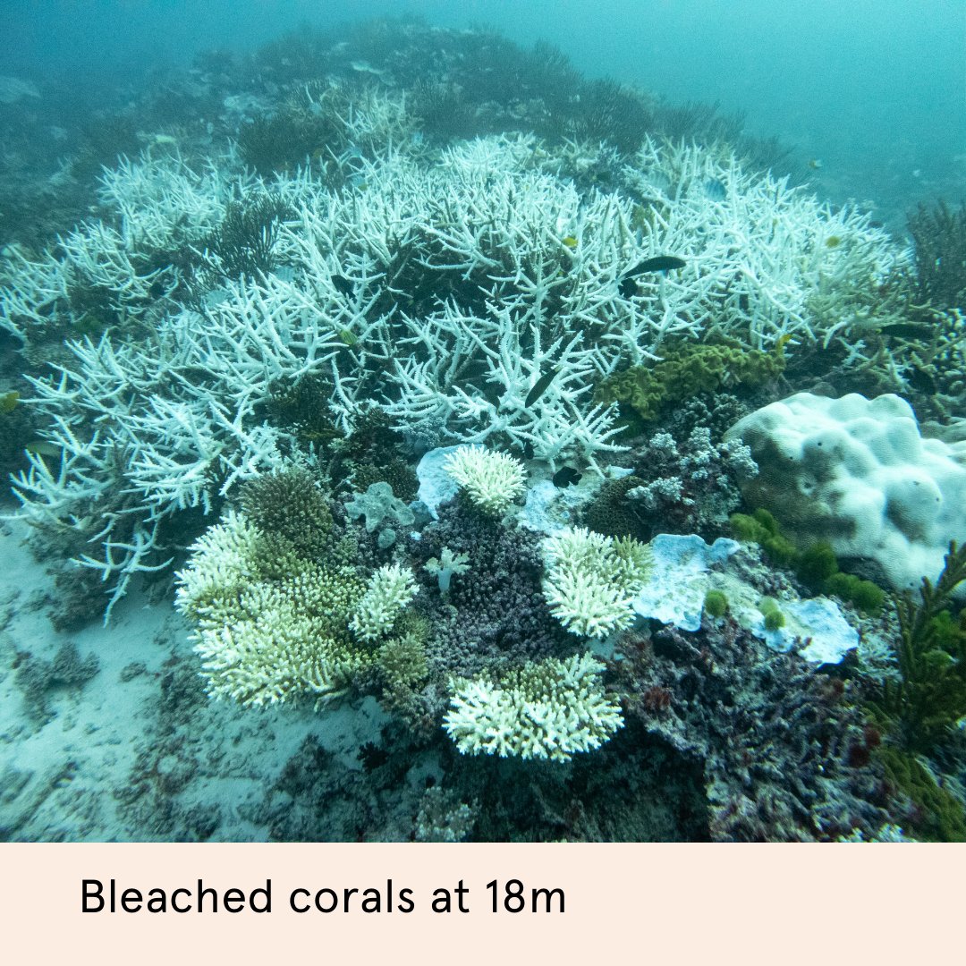 Intense underwater heat devastates the Great Barrier Reef, impacting corals & species. Worst bleaching event documented by @DrEmmaLJohnston & researchers @OneTreeIslandRS Find out more: tinyurl.com/4565emjk Photos: @johnwturnbull