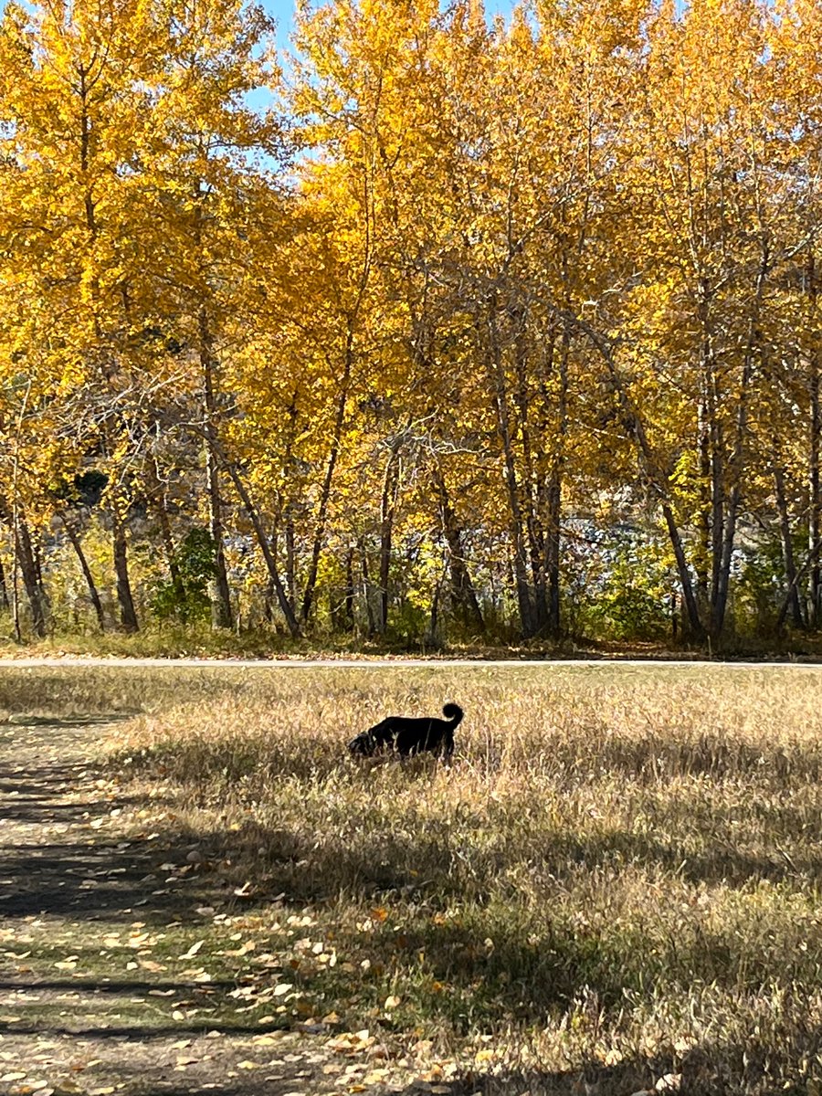 It’s #throwbackThursday so here’s Ember enjoying the fall colours! #dogsoftwitter