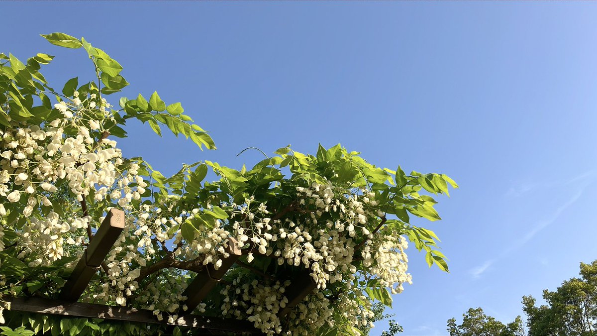 wisteria season was already coming lastweek