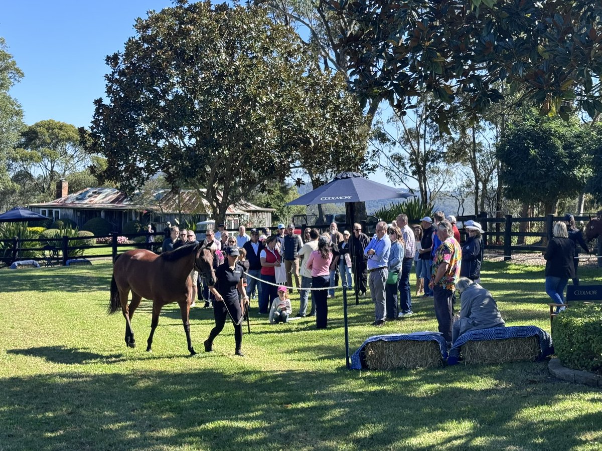 Great to have @ChampionTbreds at Mount White to showcase some exciting horses to their clients @SJ_Keogh