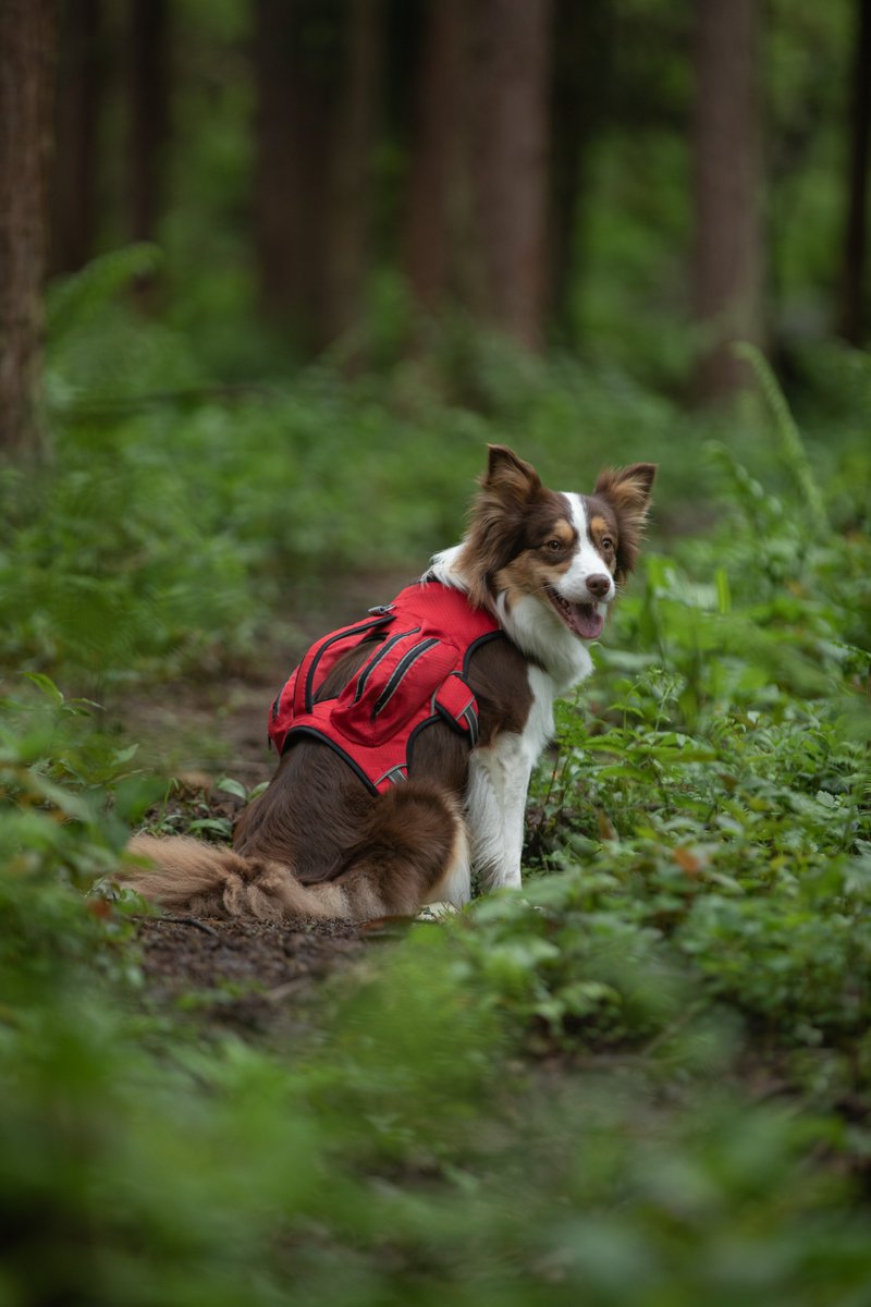 Elevate your outdoor adventures with the Zippokt™ Dog Harness! Crafted from professional outdoor waterproof material, this harness is both durable and stylish. 
#DogHarness #OutdoorAdventure #PetGear #DogWalking #Stylish #ReflectiveSafety #EasyToClean #PetComfort #cupete