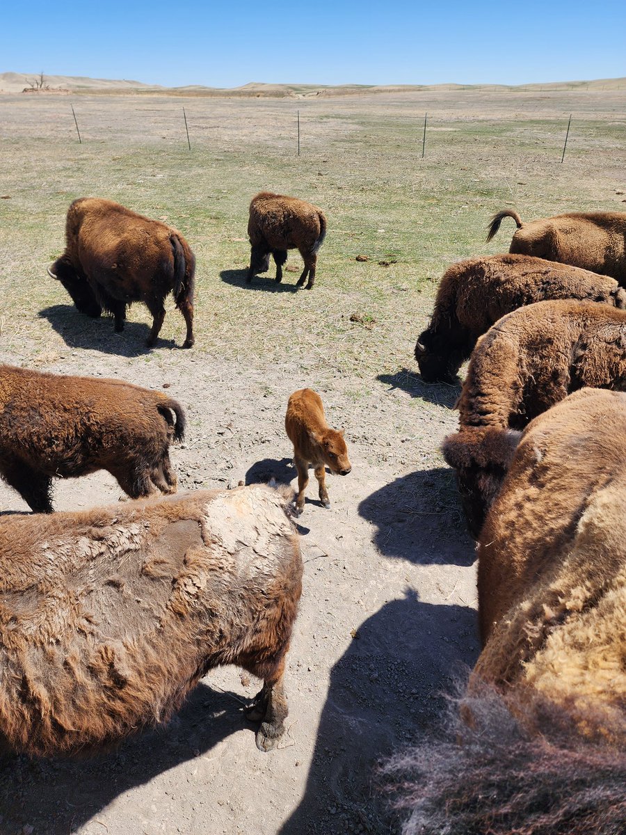 saw a tiny baby bison today :3