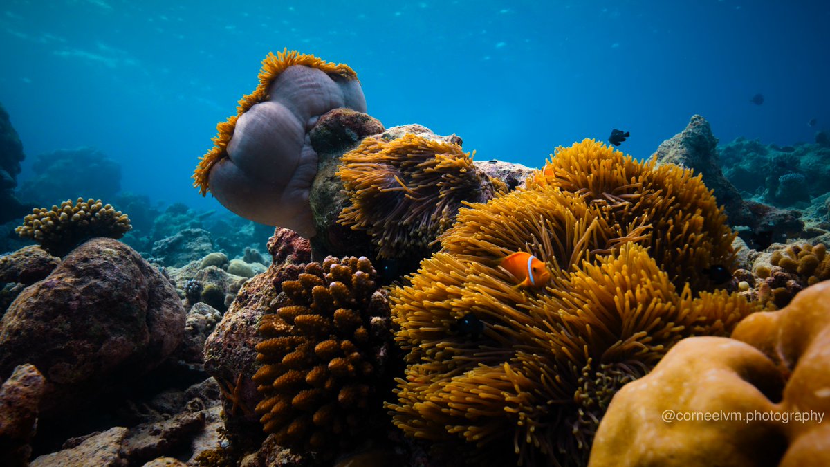 Nemo still defending his anemone.
#underwater #underwaterphotography #diving #scubadiving #fish