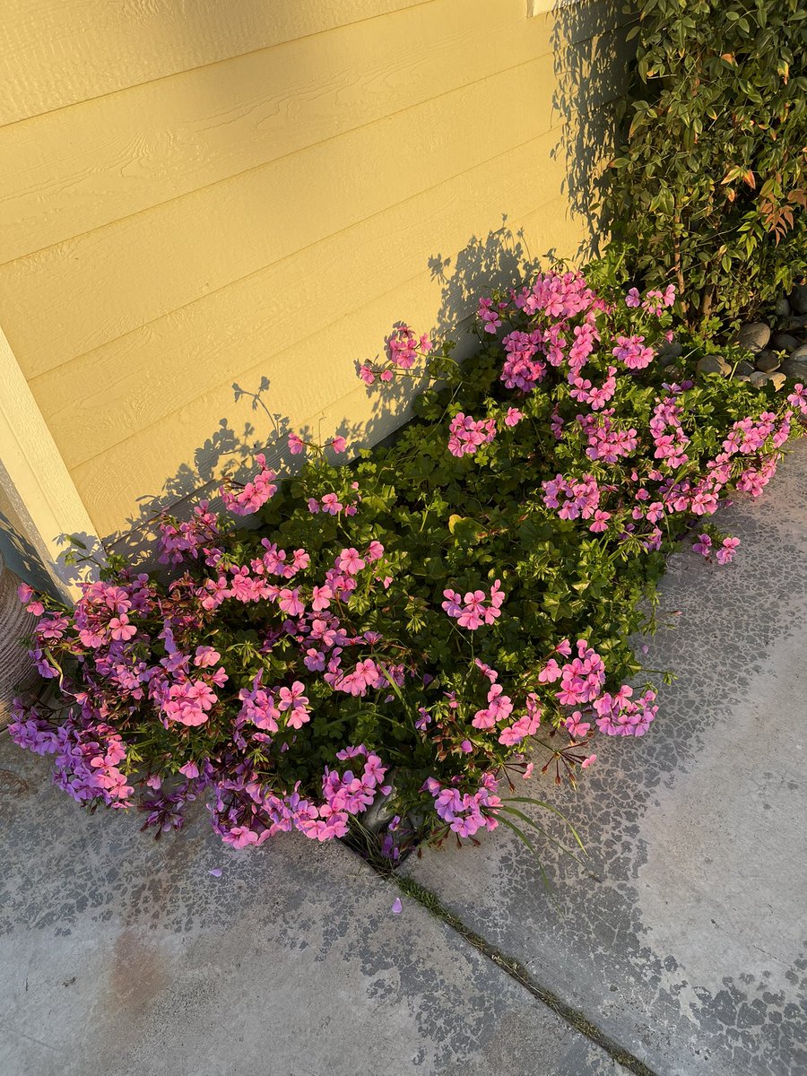 My geraniums are blooming so beautiful😍I want to transplant them to another area, hopefully soon😃🌺🌸