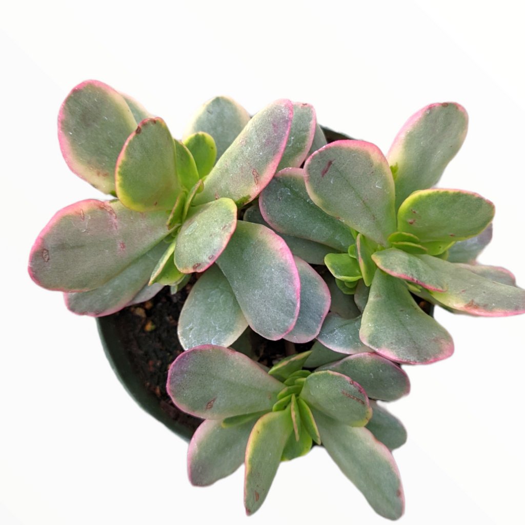 succulentsdepot tweet picture