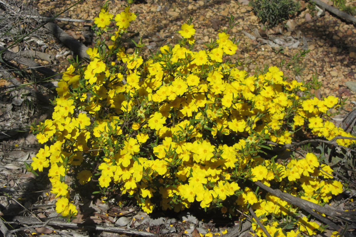 @lost_in_botany They are a ray of sunshine throughout the bush, often flowering when many aren't - I love Hibbertias!