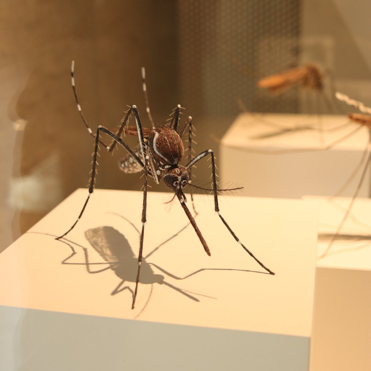 Finally found a mosquito in New York today! Beautiful models in @AMNH (couldn’t find any mozzie merch in gift shop though) 🦟