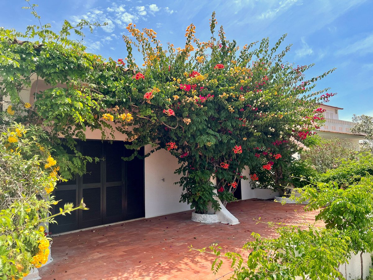 A few of my favorites from around the #Algarve for today’s #FlowersOnFriday #borgainvileas 🌺🌸🇵🇹 #Flowers #FlowersOfTwitter #Portugal Have a great weekend all😊🌻🌞 #Friday #FridayFeeling #Friday #Travel